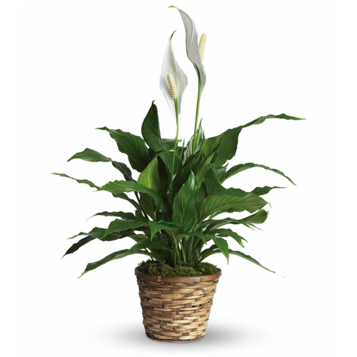 Spathiphyllum Plant